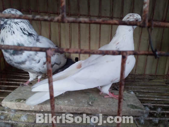 কবুতর pigeon